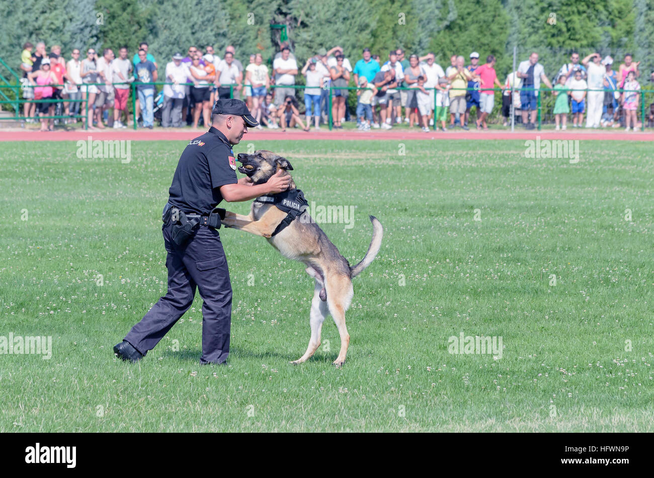 Polizia nazionale spagnola. Poliziotto e polizia cane, facendo un esercizio di obbedienza, durante uno spettacolo di spagnolo delle forze armate. Foto Stock