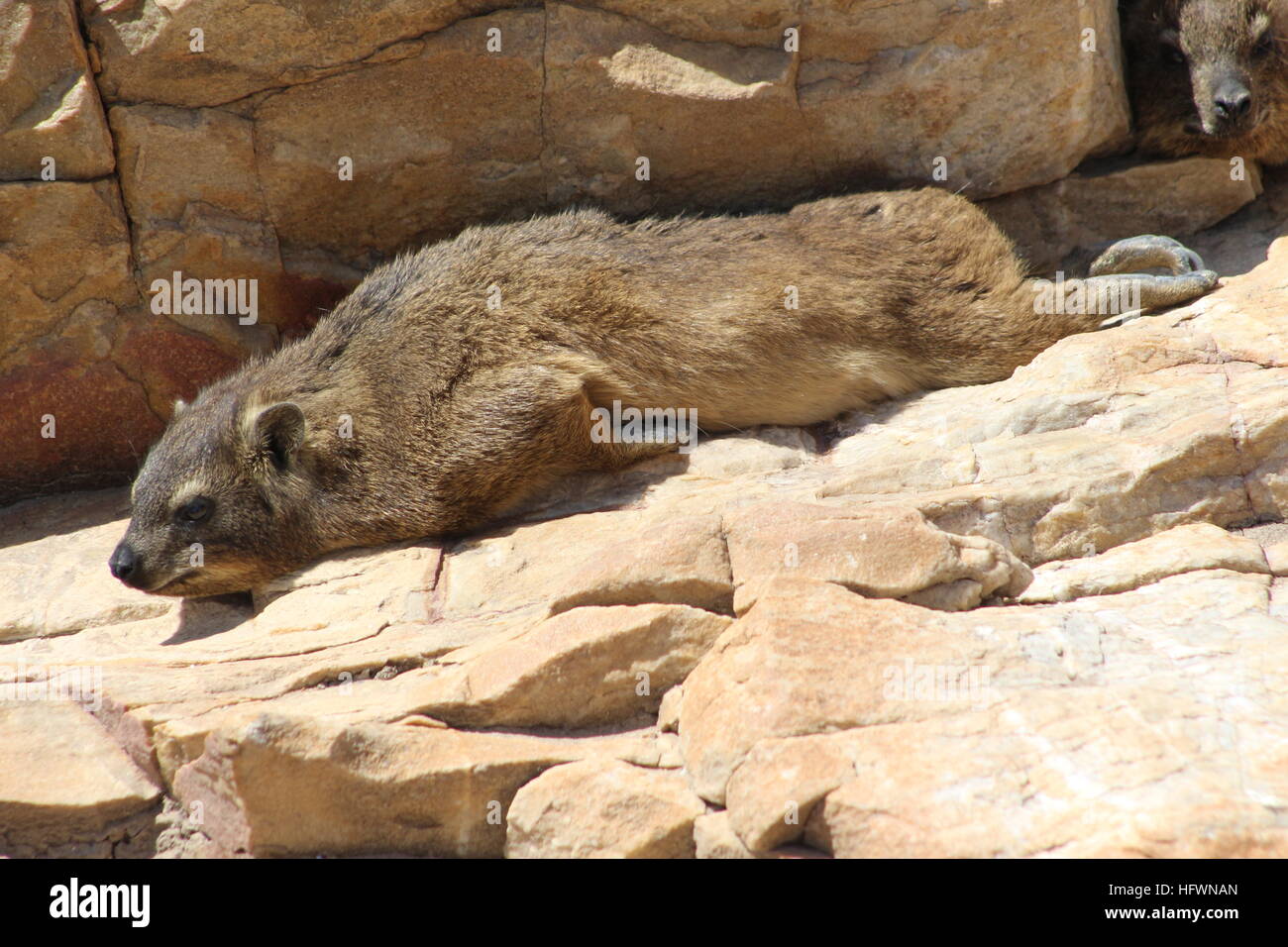 Hyrax a Mossel Bay, Sudafrica. In Sud Africa, specificamente conosciuto come Dassie. Chiamato anche un coniglio di roccia. Foto Stock
