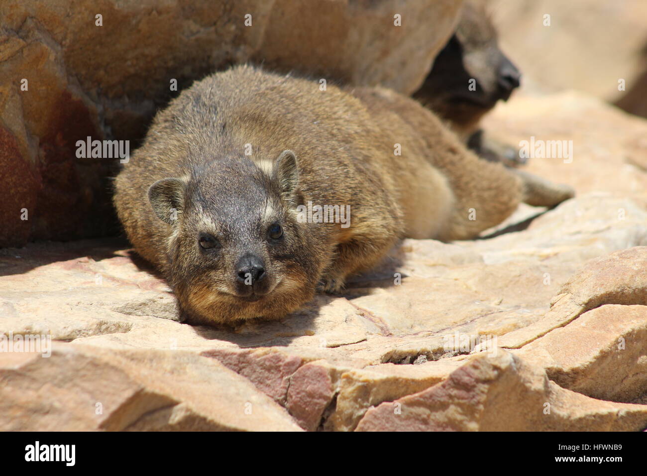 Hyrax a Mossel Bay, Sudafrica. In Sud Africa, specificamente conosciuto come Dassie. Chiamato anche un coniglio di roccia. Foto Stock