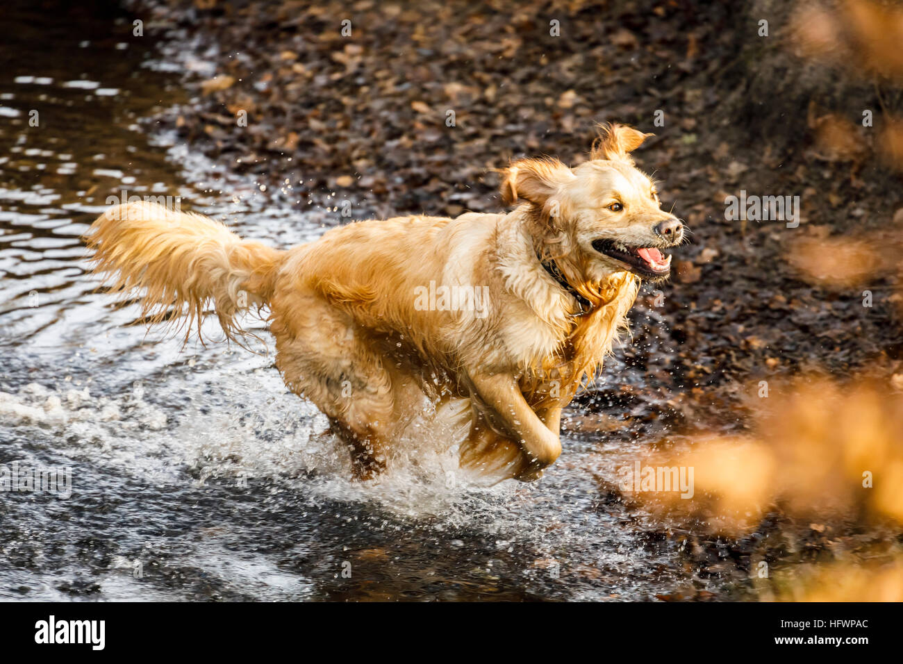 Un entusiasta golden retriever divertendosi, corre e schizzi attraverso acqua a Frensham Laghetto vicino a Farnham, Surrey, Regno Unito Foto Stock