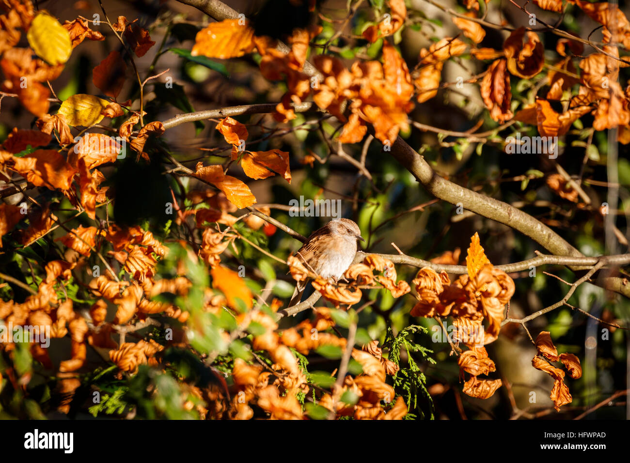 Dunnock o hedge sparrow (Prunella modularis) appollaiate su un faggio ramo di albero con fogliame invernale in un giardino nel sud-est dell'Inghilterra Foto Stock