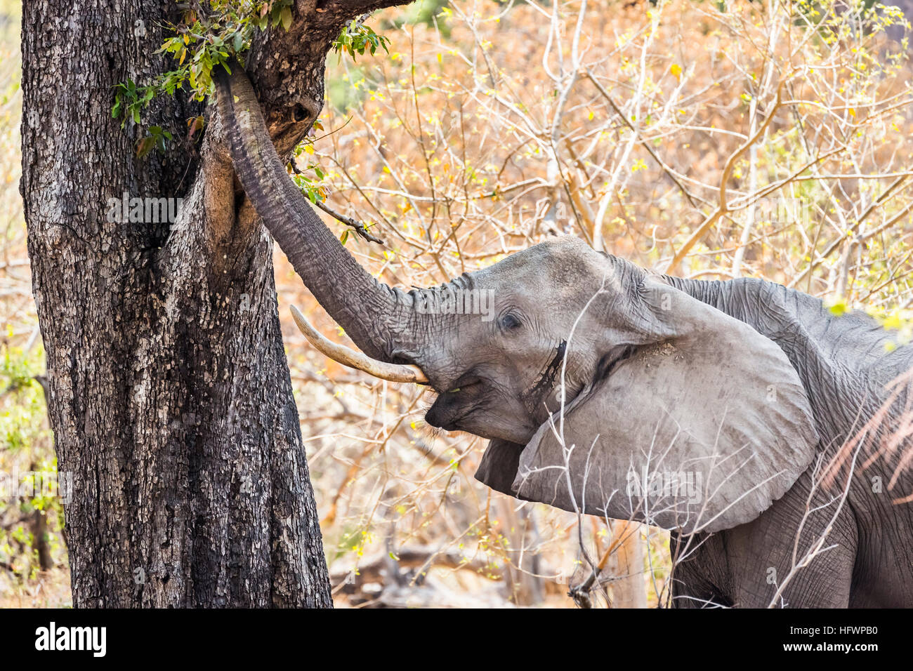 Bush africano Elefante africano (Loxodonta africana) di raggiungere con il suo tronco a mangiare le foglie di un albero, Sandibe Camp, mediante la Moremi Game Reserve Foto Stock