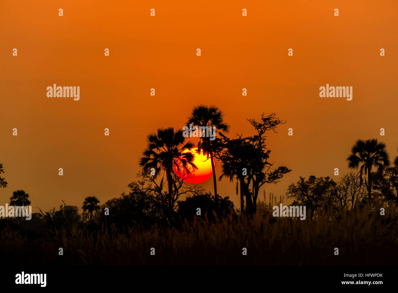 Palme stagliano contro il sorgere del sole all'alba, Nxabega concessione, Okavango Delta, il Kalahari, nel nord del Botswana, Sud Africa Foto Stock