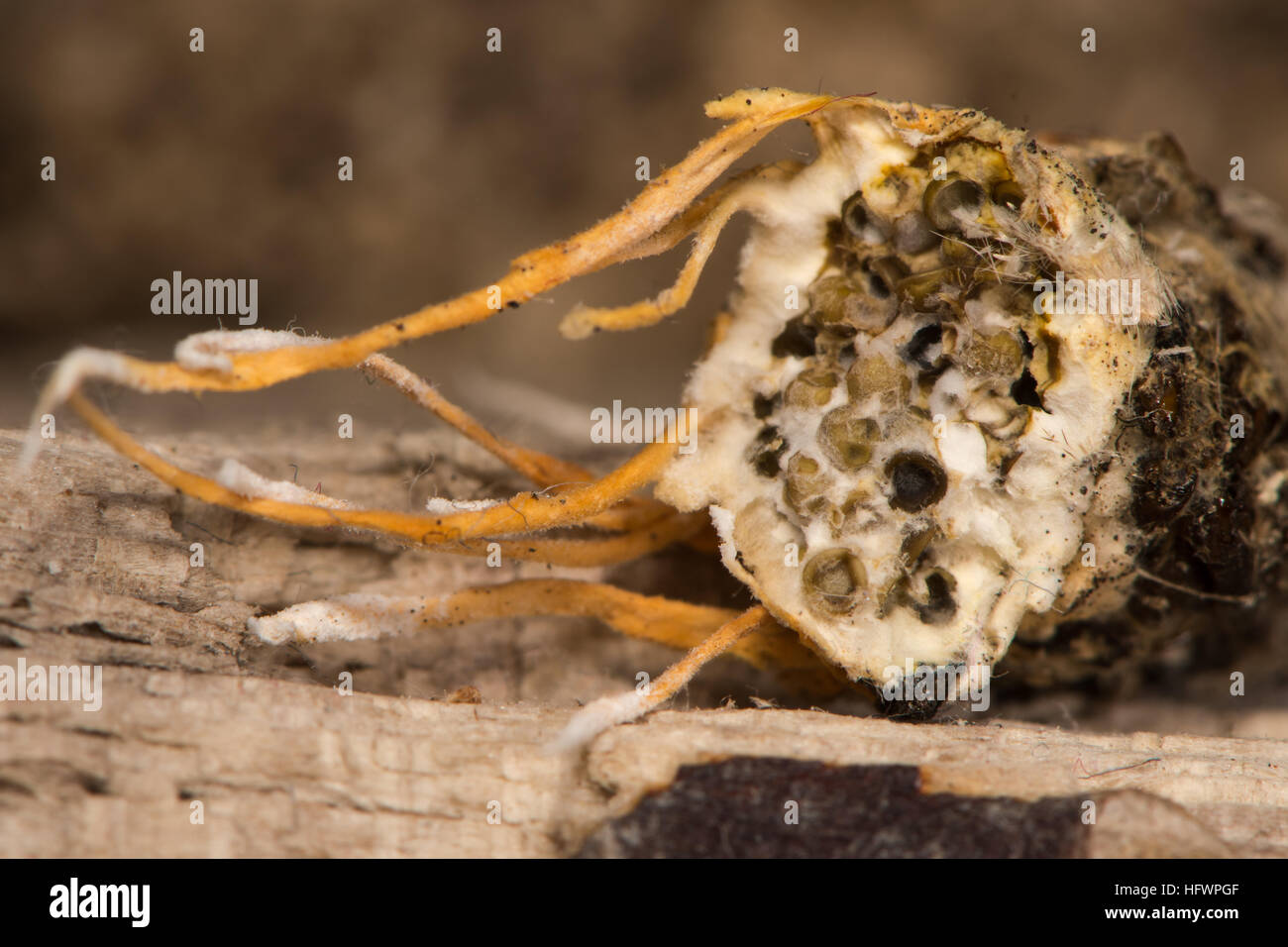 Funghi che crescono da pallido tussock moth (Calliteara pudibunda). Corpo fruttifero di funghi che mostra i miceli all'interno dell'addome di insetto Foto Stock