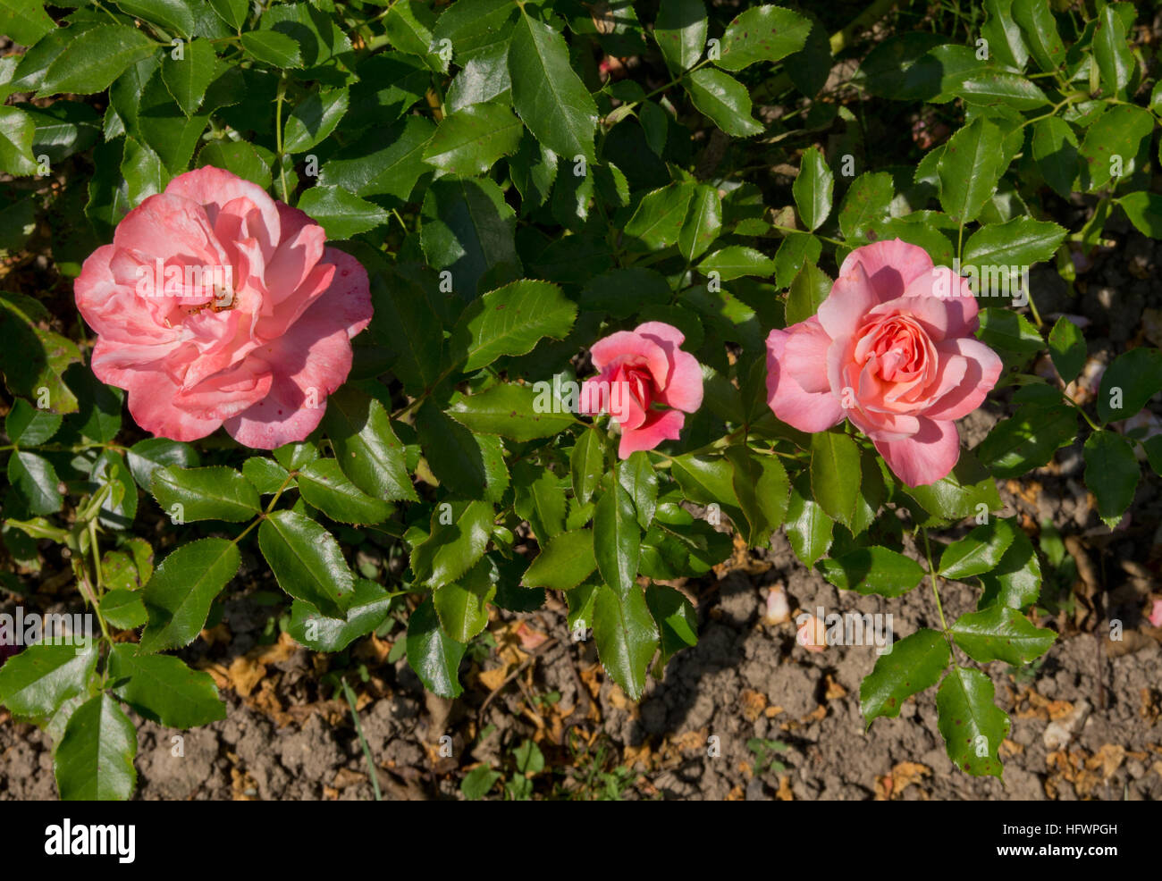 Rosa Botticelli Foto Stock