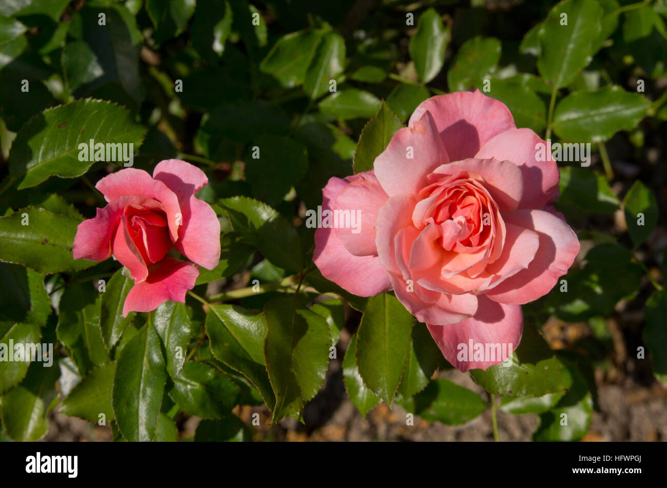Rosa Botticelli Foto Stock