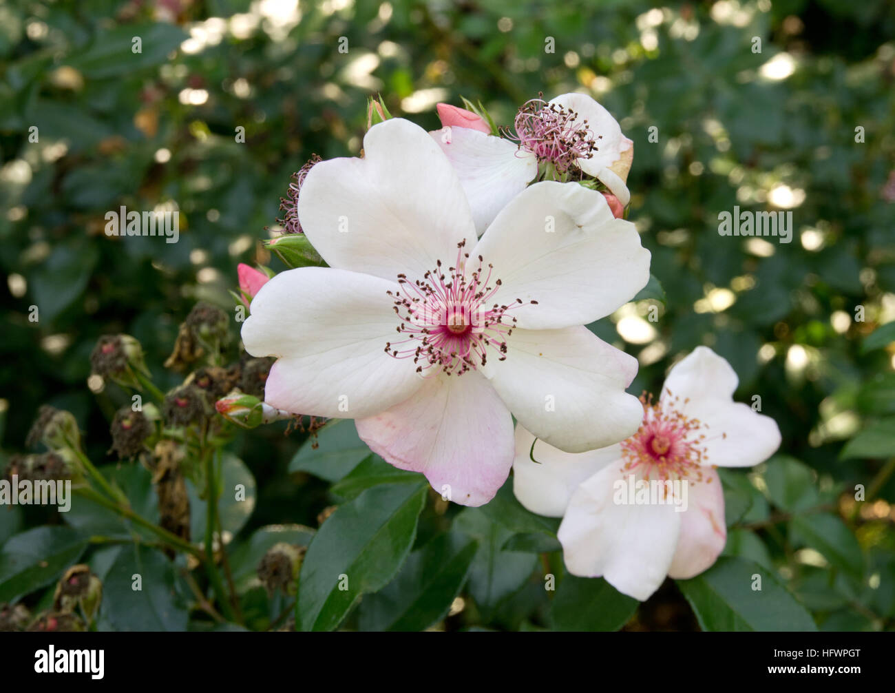 Rosa Astronomia Foto Stock