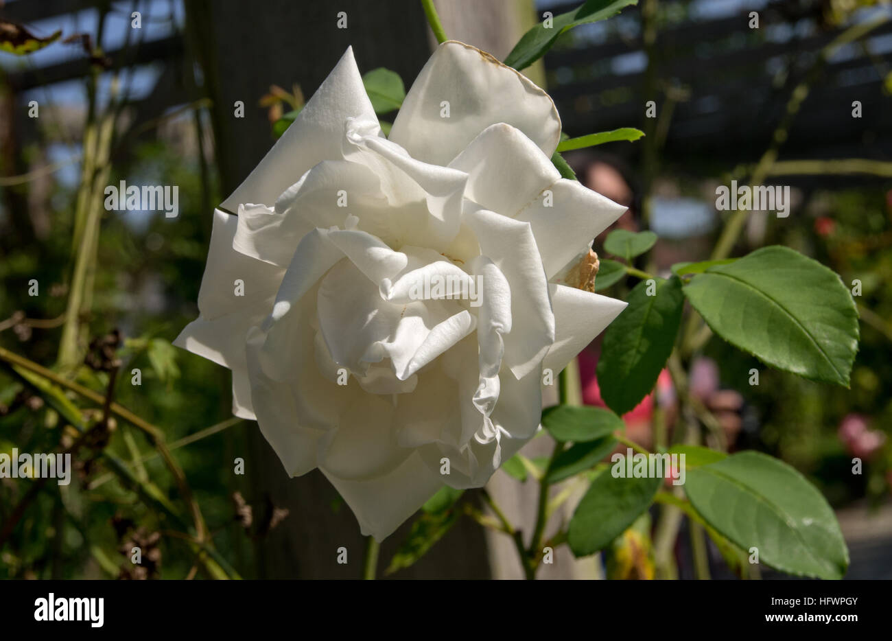 Rosa Reine des Neiges Foto Stock