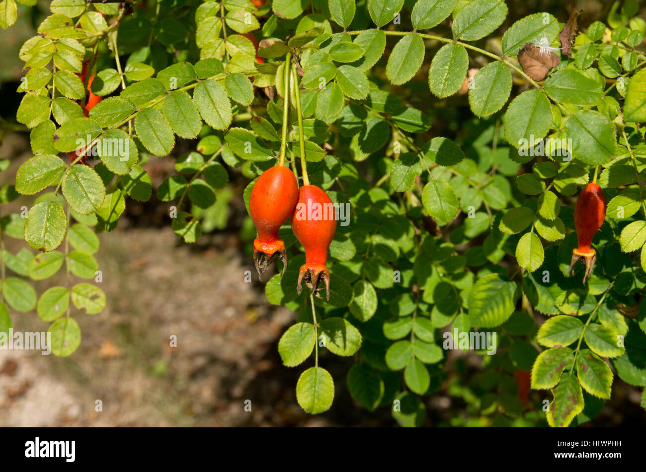 Rosa moyesii Geranium Foto Stock