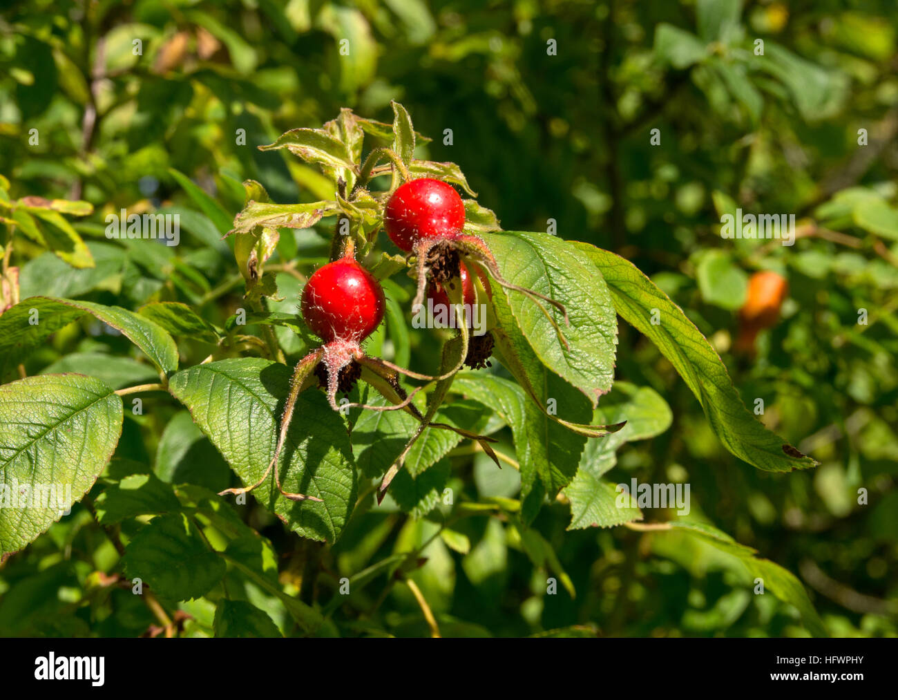 Rosa Villosa hips Foto Stock