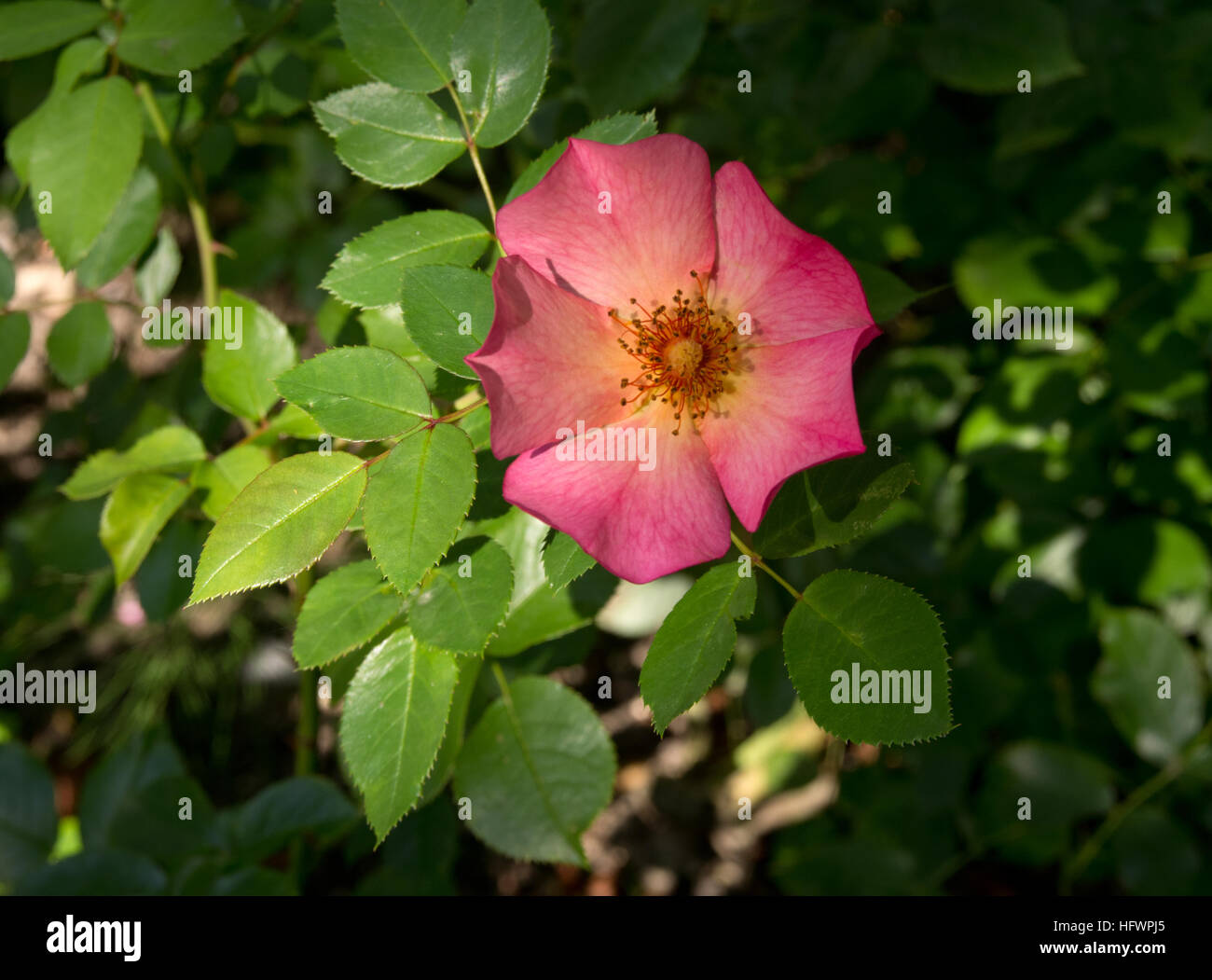 Rosa Yann Arthus-Bertrand Foto Stock