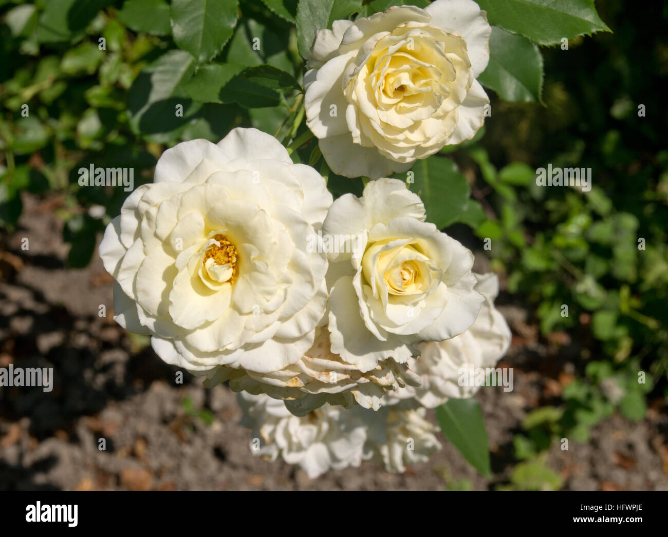 Rosa Centenaire de Lourdes Blanc Foto Stock