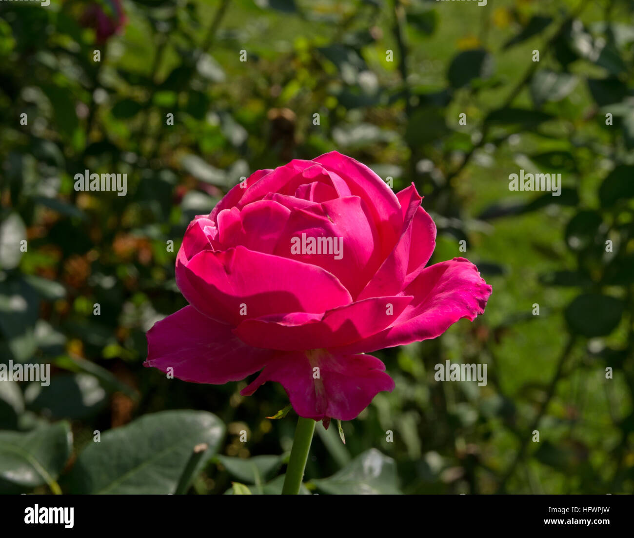 Rosa "Caprice de Meilland' Foto Stock
