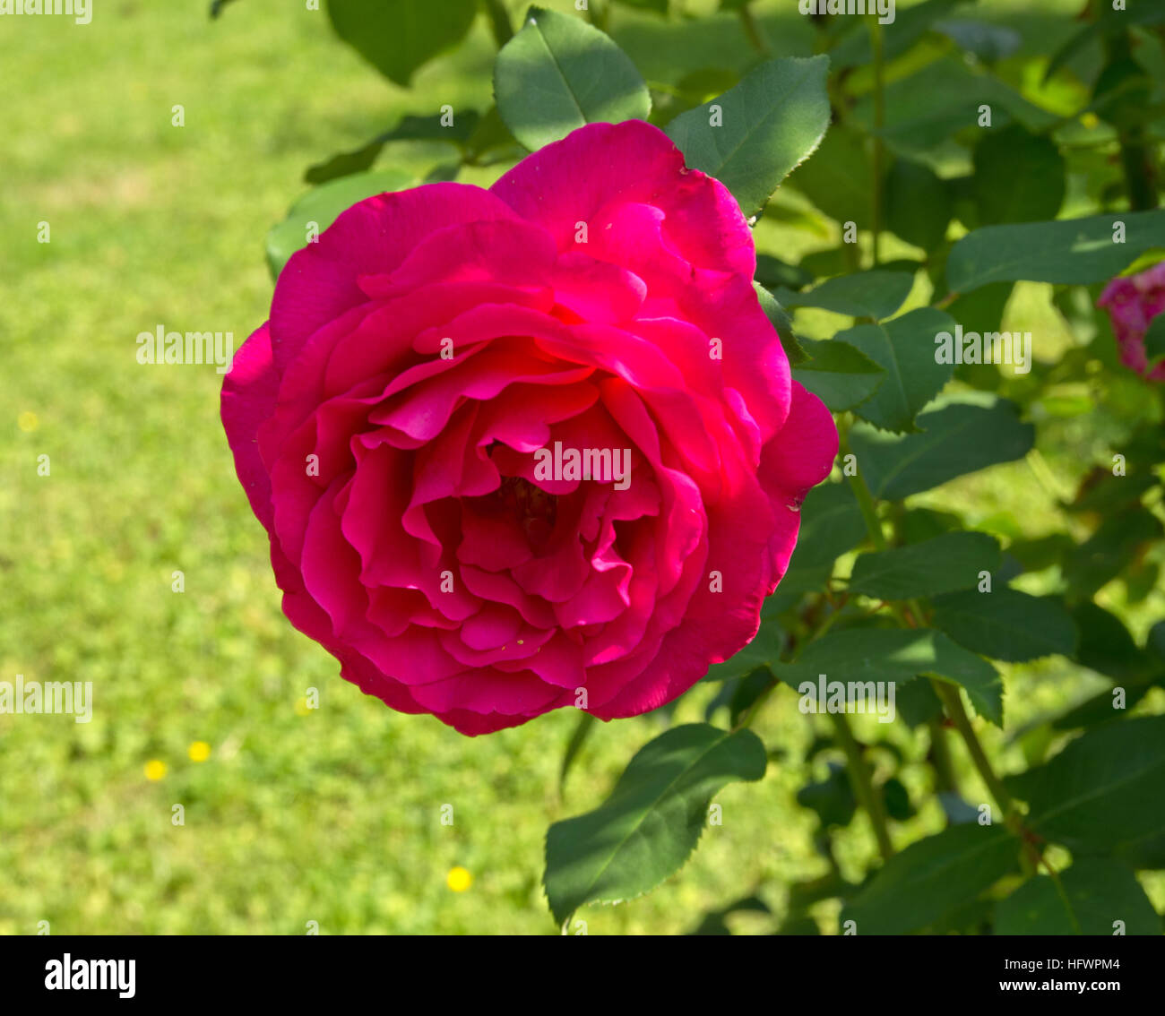 Rosa Velasquez Foto Stock