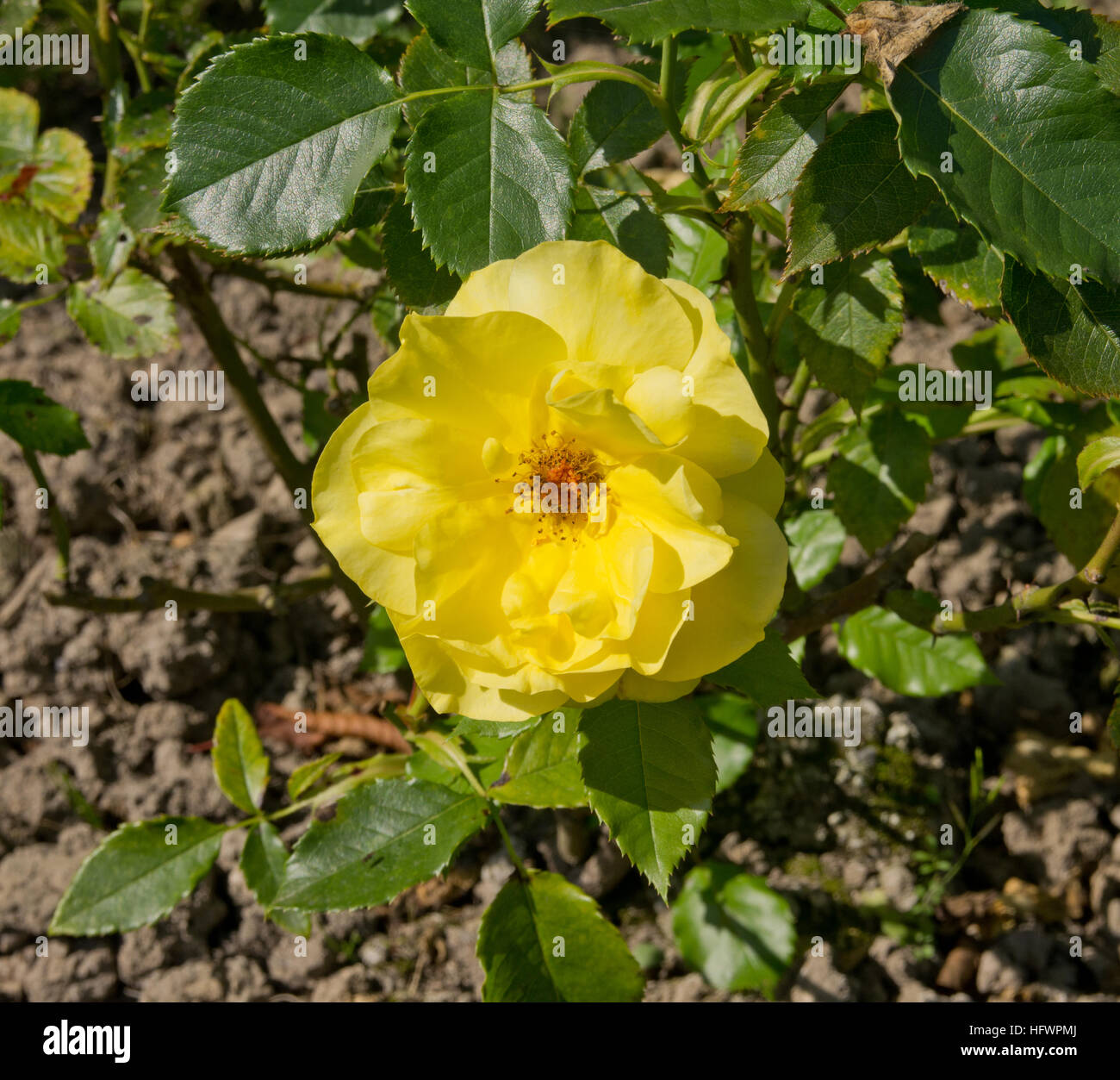 Rosa Friesia (aka Sunsprite) Foto Stock