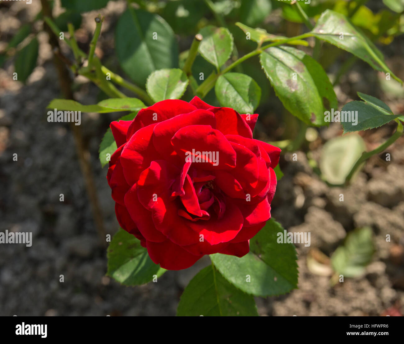 Rosa Niccolò Paganini Foto Stock
