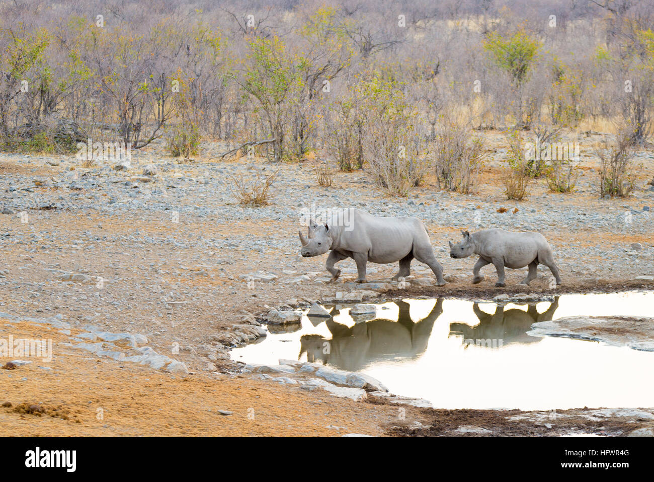 Rari i rinoceronti neri di bere da waterhole al tramonto. La fauna selvatica Safari in Etosha National Park, la principale destinazione di viaggio in Namibia, Africa. Foto Stock