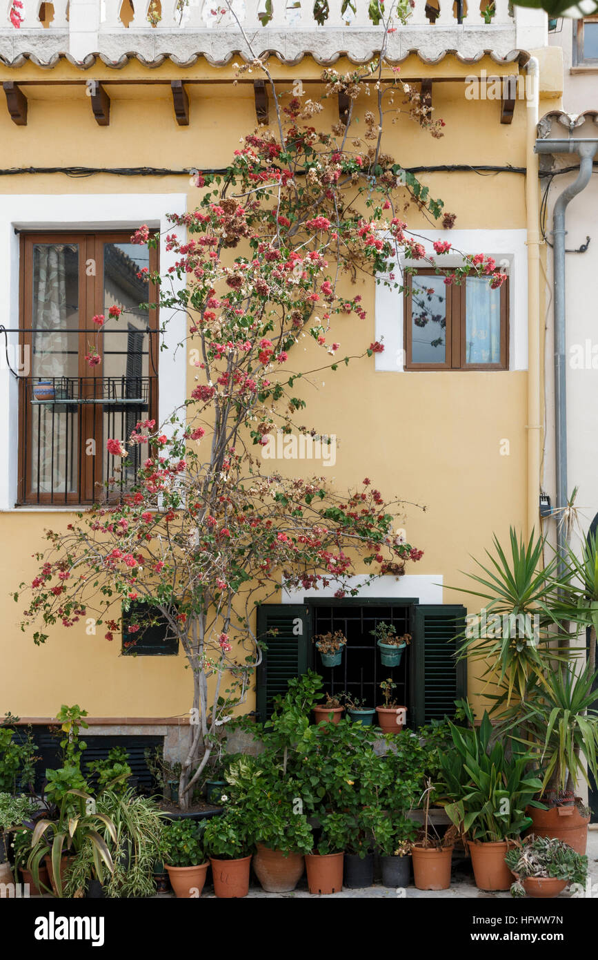 Palma di Mallorca, Spagna. Piccola casa coperte con gli alpinisti e circondato da piante di contenitore Foto Stock