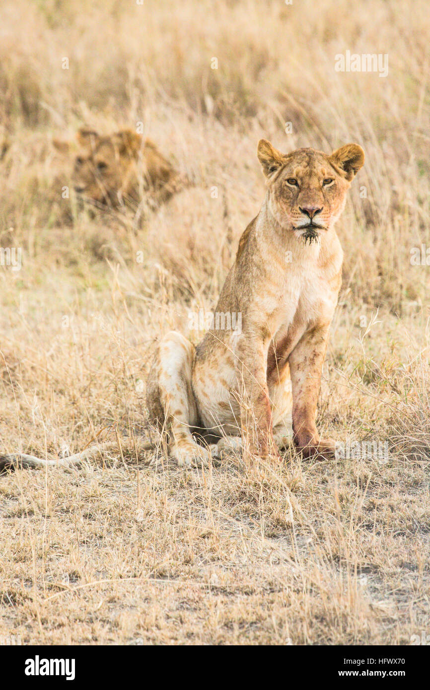 Coppia di leoni africani (Panthera Leo) nel parco nazionale del Serengeti , Tanzania Foto Stock