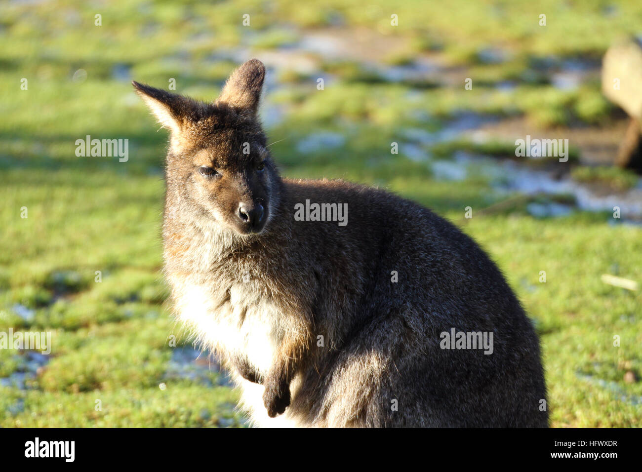 Wallaby a Yorkshire Wildlife Park prese 29/12/16 Foto Stock