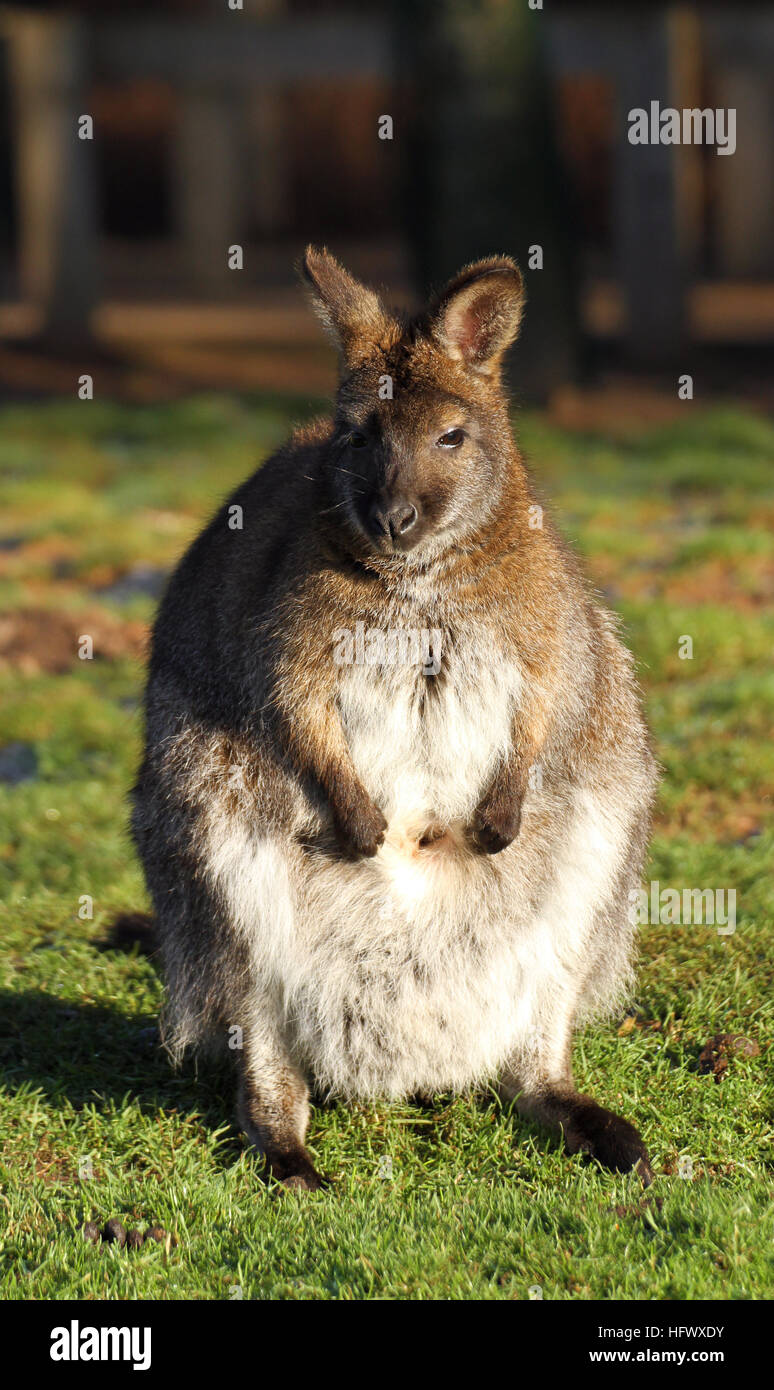 Wallaby a Yorkshire Wildlife Park prese 29/12/16 Foto Stock