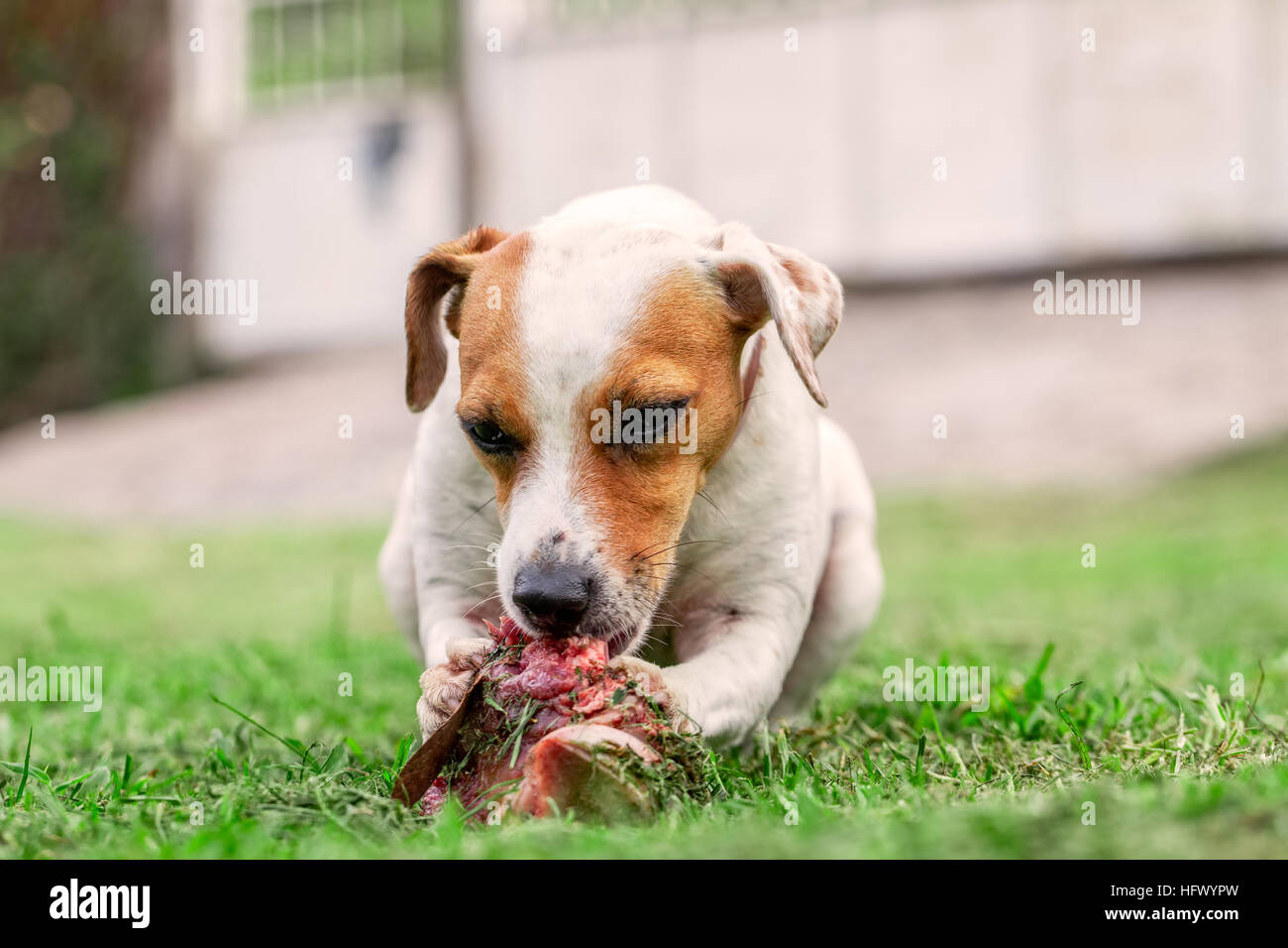 Jack Russell Terrier un cane femmina sdraiati su un prato verde felicemente masticare un grande osso crudo trattenuta tra le sue zampe anteriori Foto Stock