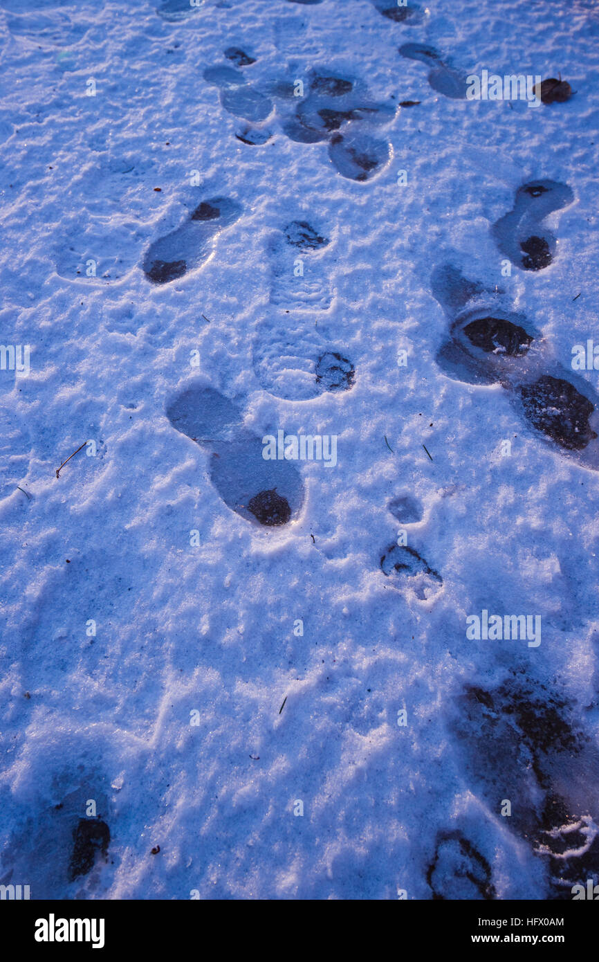 Il vento che spazza la neve con passi Foto Stock