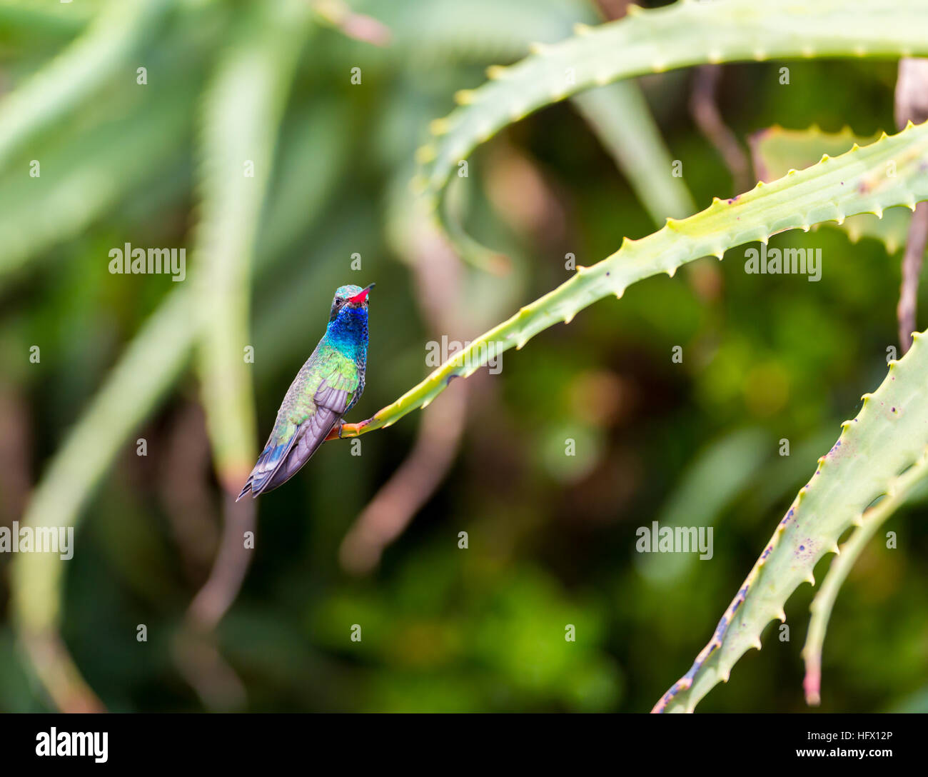 Ampia fatturati hummingbird. Foto Stock