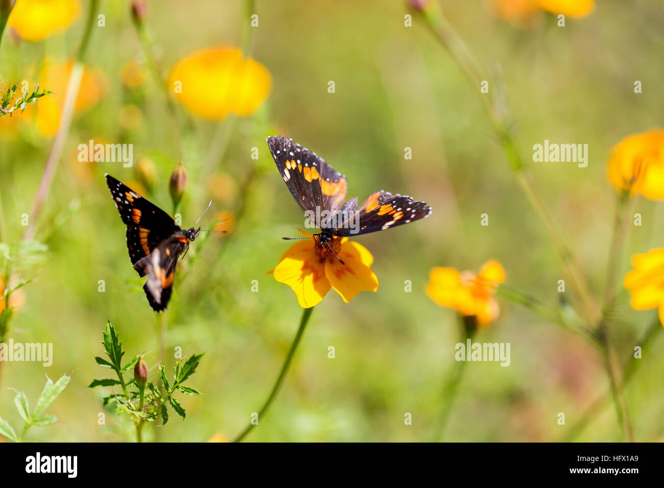 Confina Patch butterfly nel Messico centrale. Arancione e marrone farfalla del Messico. La farfalla del mondo. Foto Stock