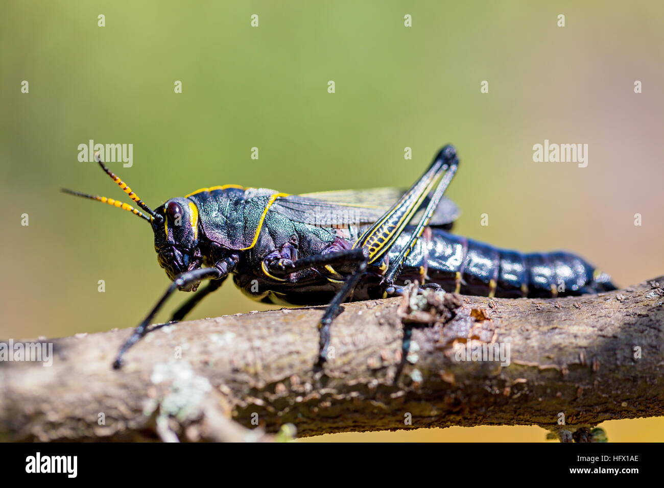 Il cavallo western gomma grasshopper è un relativamente grande grasshopper specie di locusta famiglia trovata Foto Stock