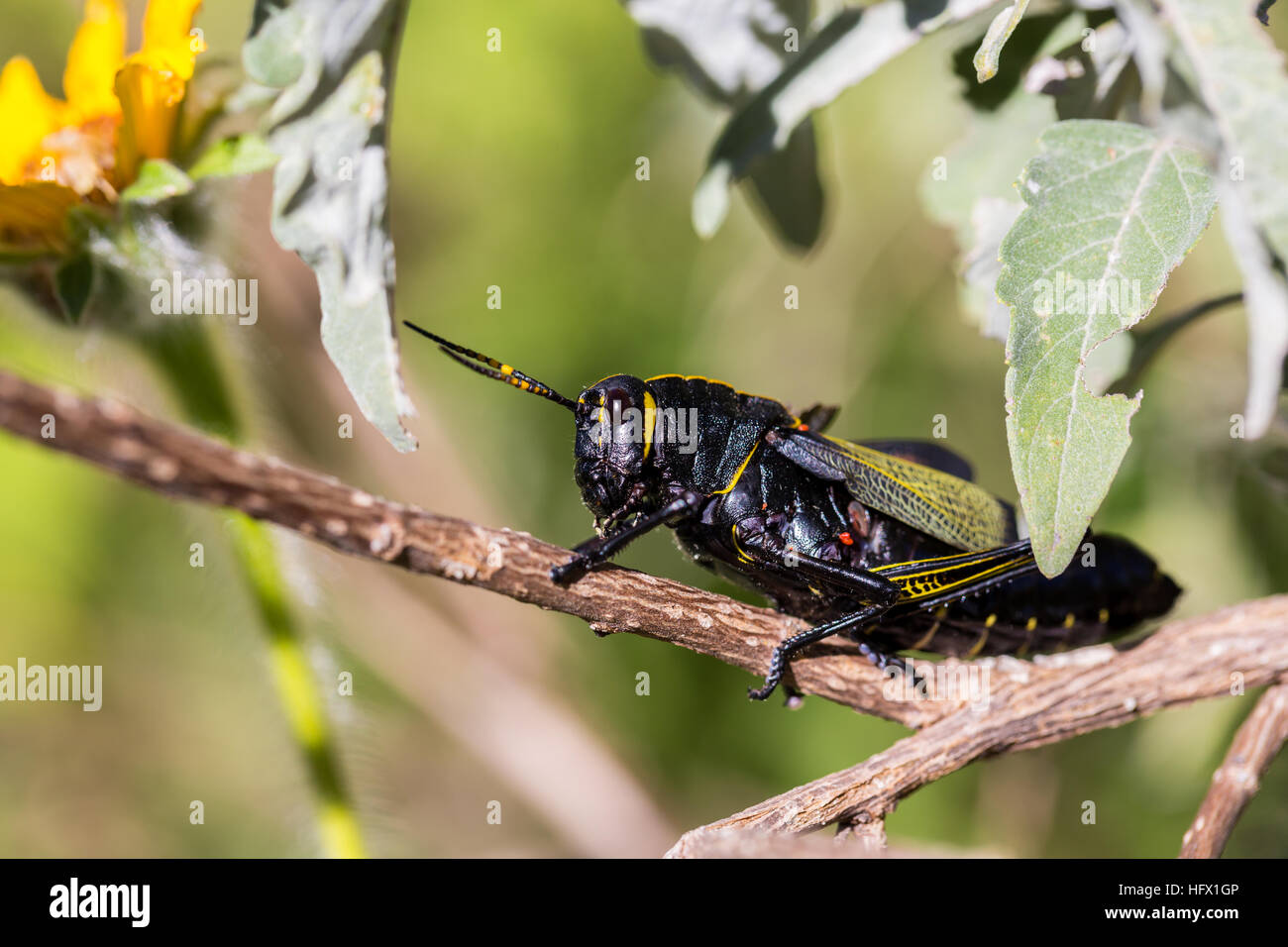 Il cavallo western gomma grasshopper è un relativamente grande grasshopper specie di locusta famiglia trovata Foto Stock