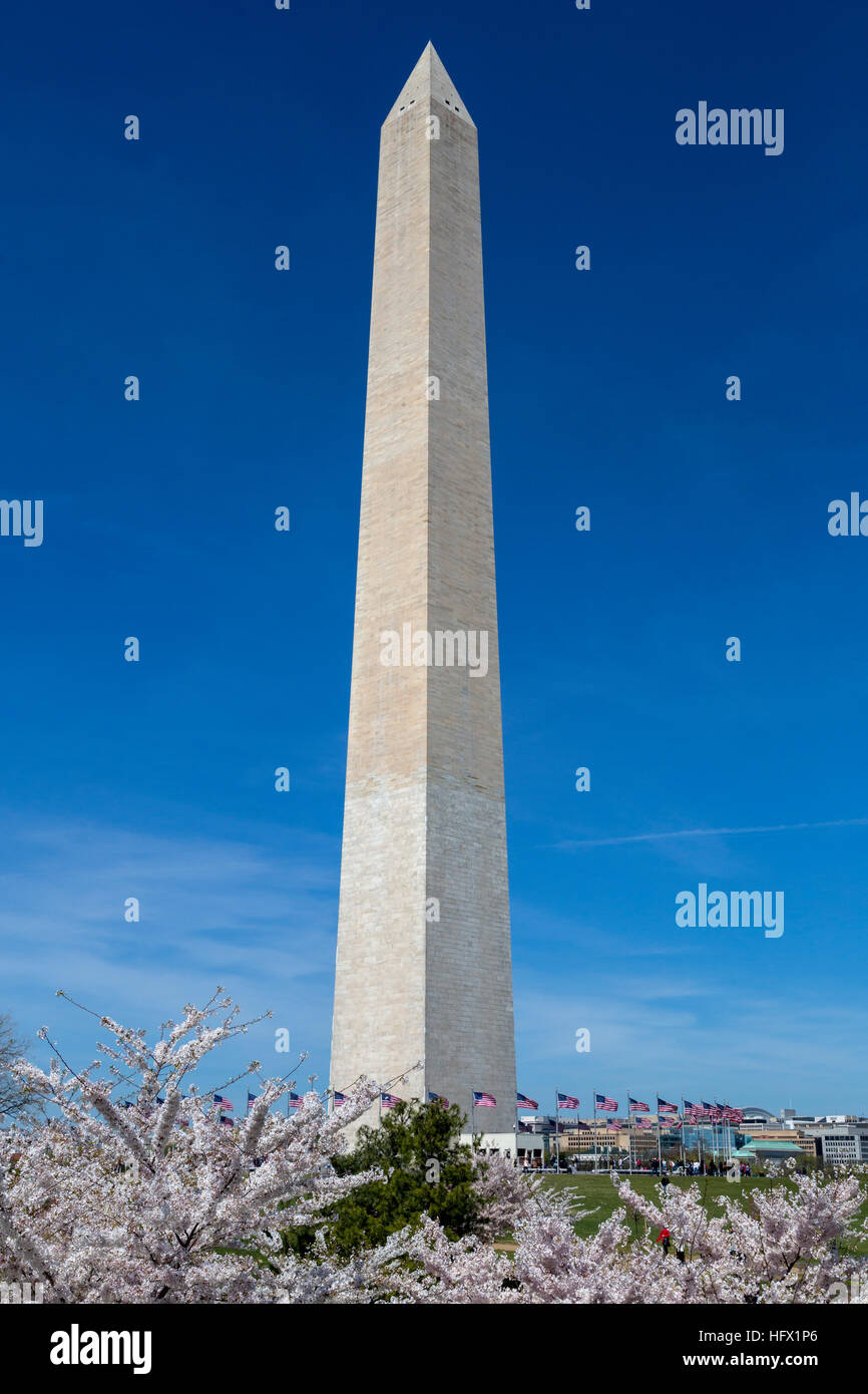 Il Monumento a Washington e fiori di ciliegio, Washington D.C. Foto Stock