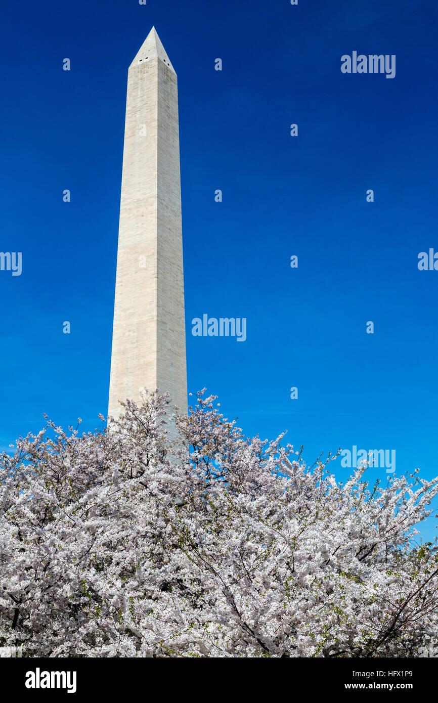 Il Monumento a Washington e fiori di ciliegio, Washington D.C. Foto Stock