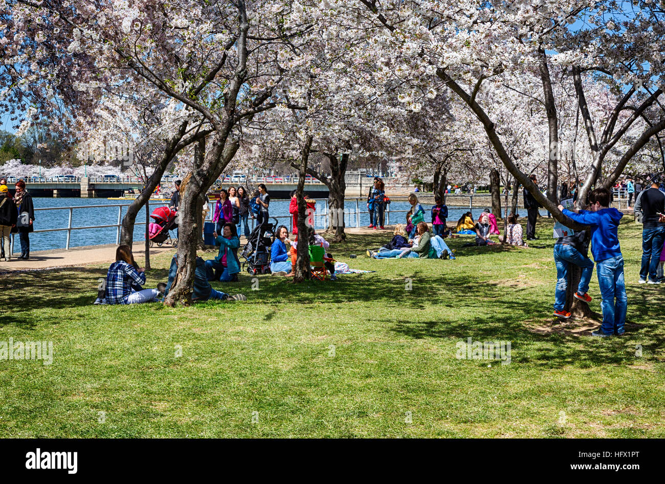 Per coloro che godono di fiori di ciliegio intorno al bacino di marea, Washington D.C. Foto Stock