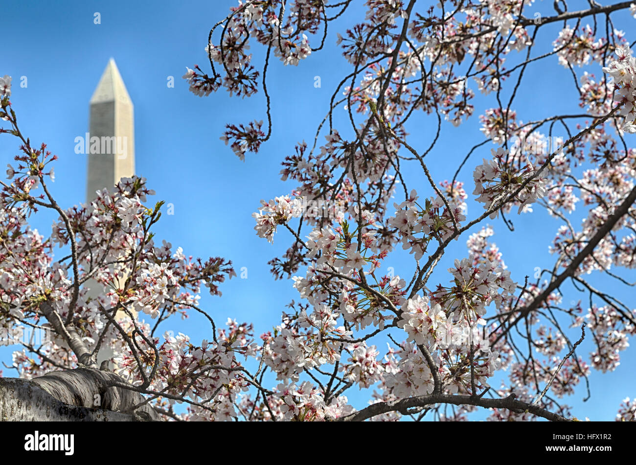 Fiori di Ciliegio, il Monumento a Washington in background. Washington, D.C. Foto Stock