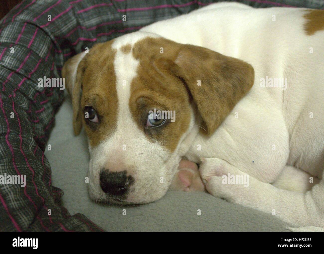 Assonnato cucciolo con un unico mezzo Occhio Blu Foto Stock