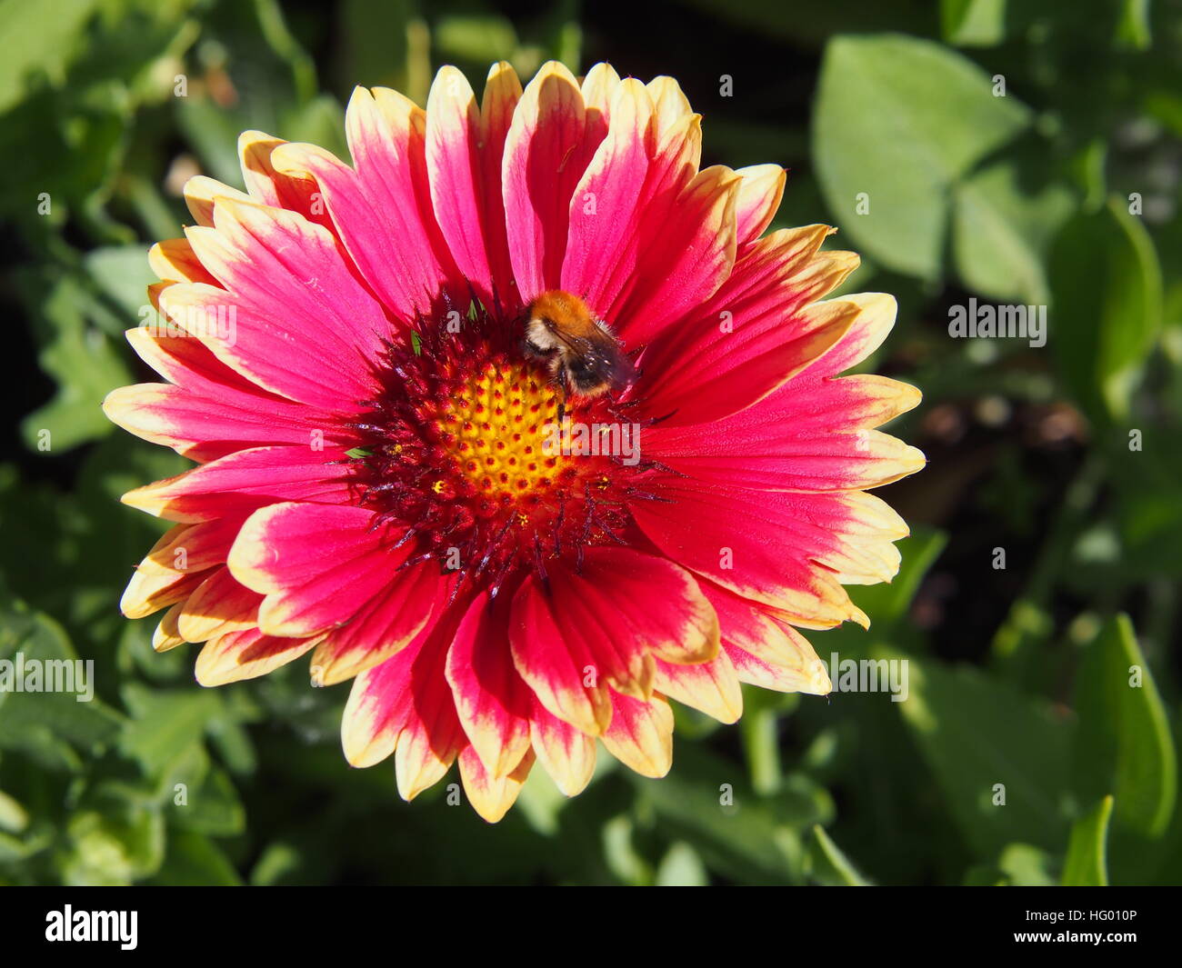 Rosso e giallo Gaillardia aristata 'Sunset Snappy'- blanketflower comune in piena fioritura Foto Stock