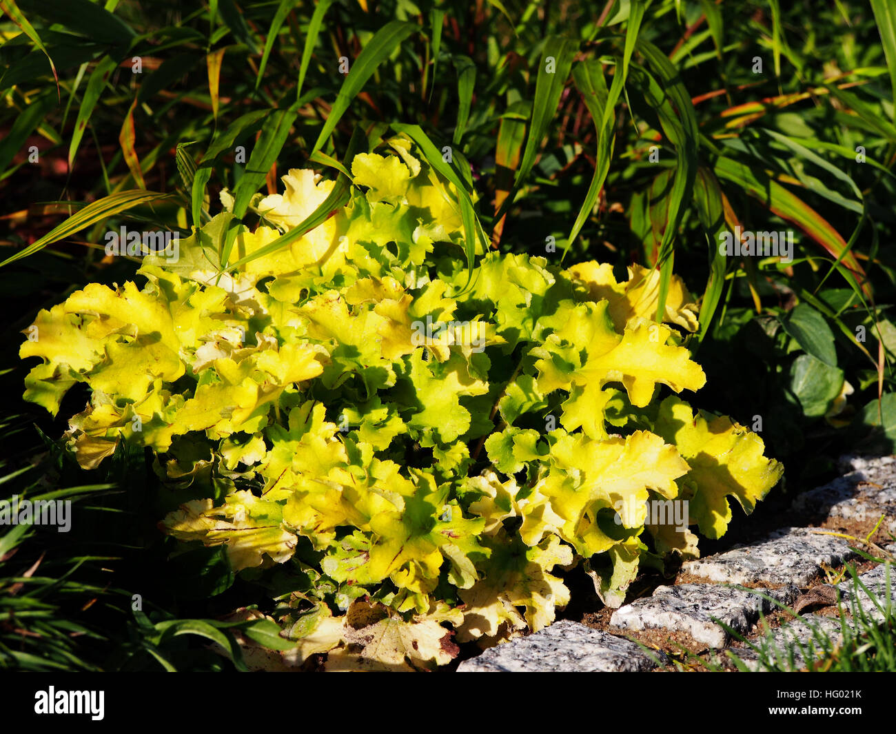 Heuchera (campane di corallo, alumroot) " Marmellata di Lime' con Hakonechloa (Hakone erba) e Luzula pilosa 'igel' Foto Stock