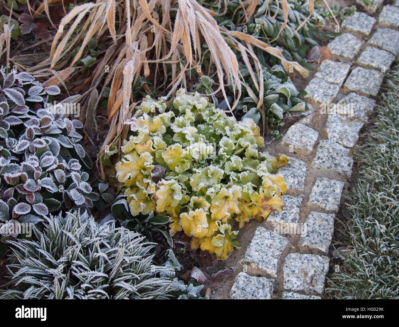 Heuchera (campane di corallo, alumroot) " Marmellata di Lime' con Hakonechloa (Hakone erba), Luzula pilosa 'igel', Gaultheria procumbens Foto Stock