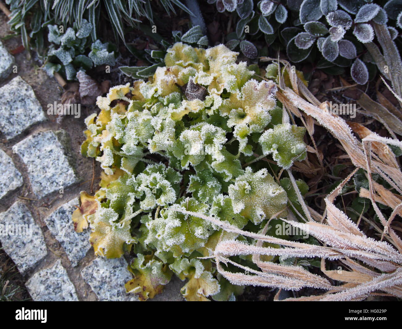 Heuchera (campane di corallo, alumroot) " Marmellata di Lime' con Hakonechloa (Hakone erba), Luzula pilosa 'igel', Gaultheria procumbens Foto Stock