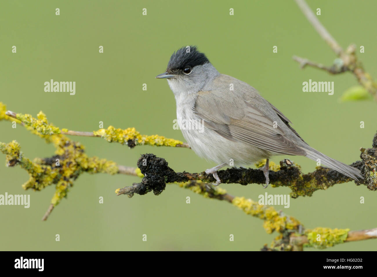 Capinera maschio / Moenchsgrasmuecke ( Sylvia atricapilla ), maschio adulto in abito di allevamento, appollaiato su rami secchi di un anziano bush. Foto Stock