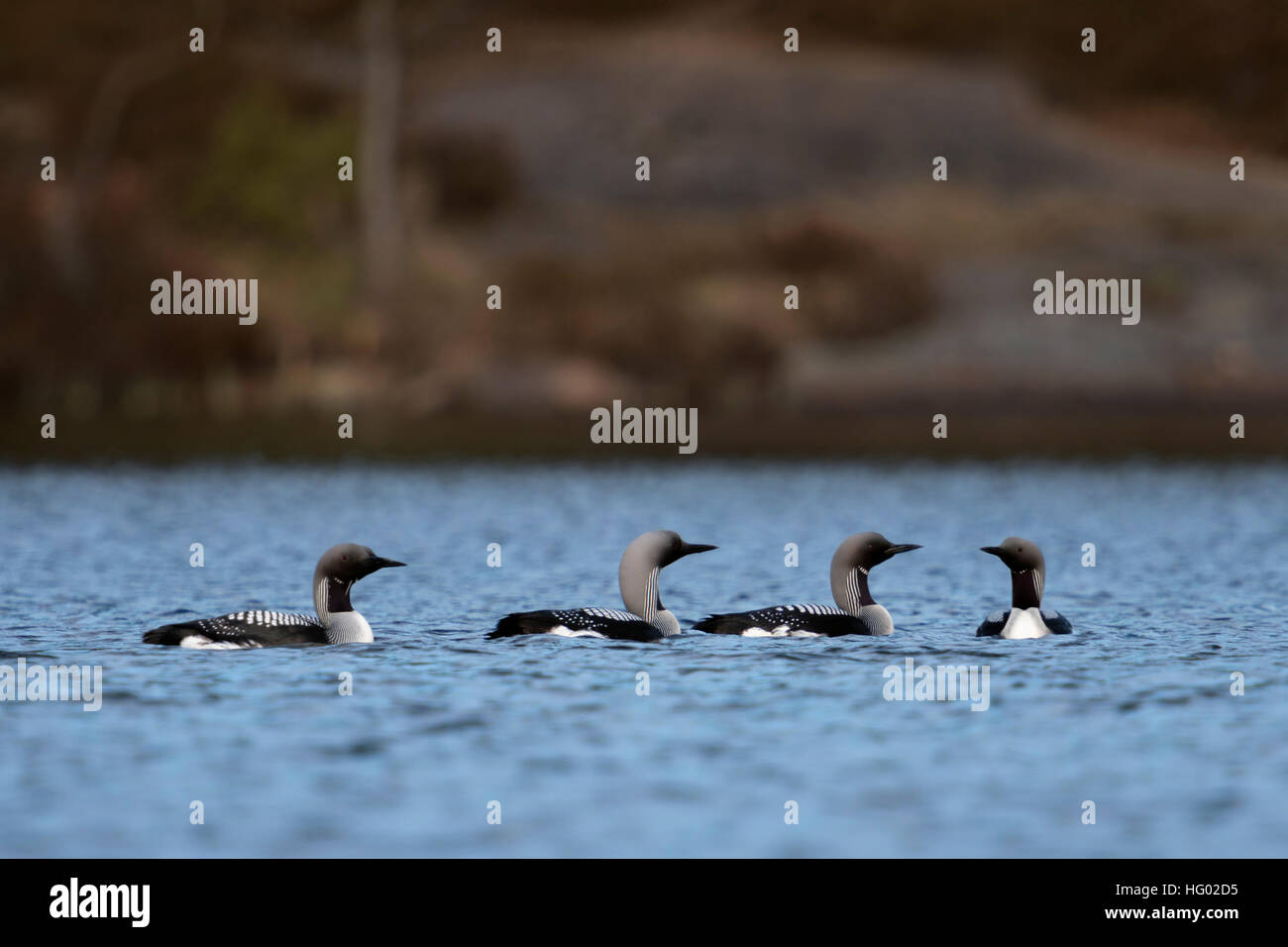 Nero-throated loons / artico loons ( gavia arctica ), gruppo, flock, in abito di allevamento, corteggiare, Scandinavia, Svezia. Foto Stock