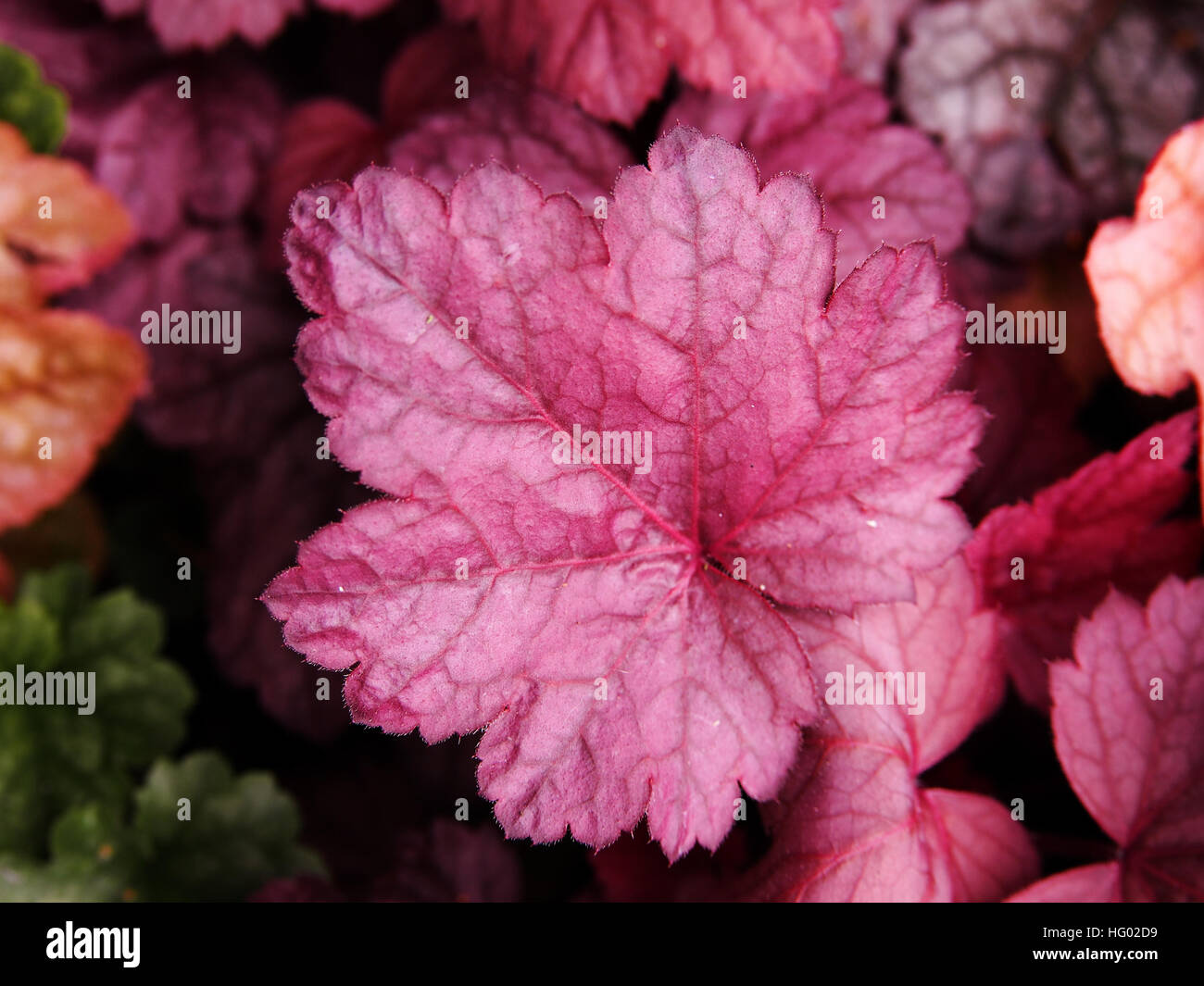 Le campane di corallo, alumroot - Heuchera " uva " Soda Foto Stock