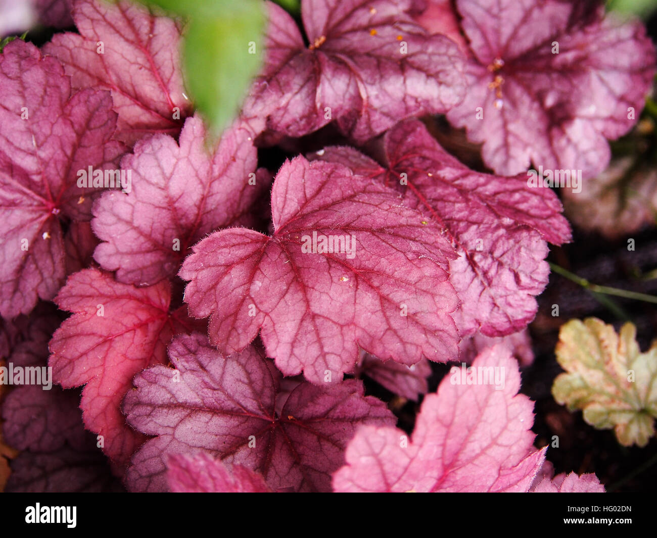 Le campane di corallo, alumroot - Heuchera " uva " Soda Foto Stock