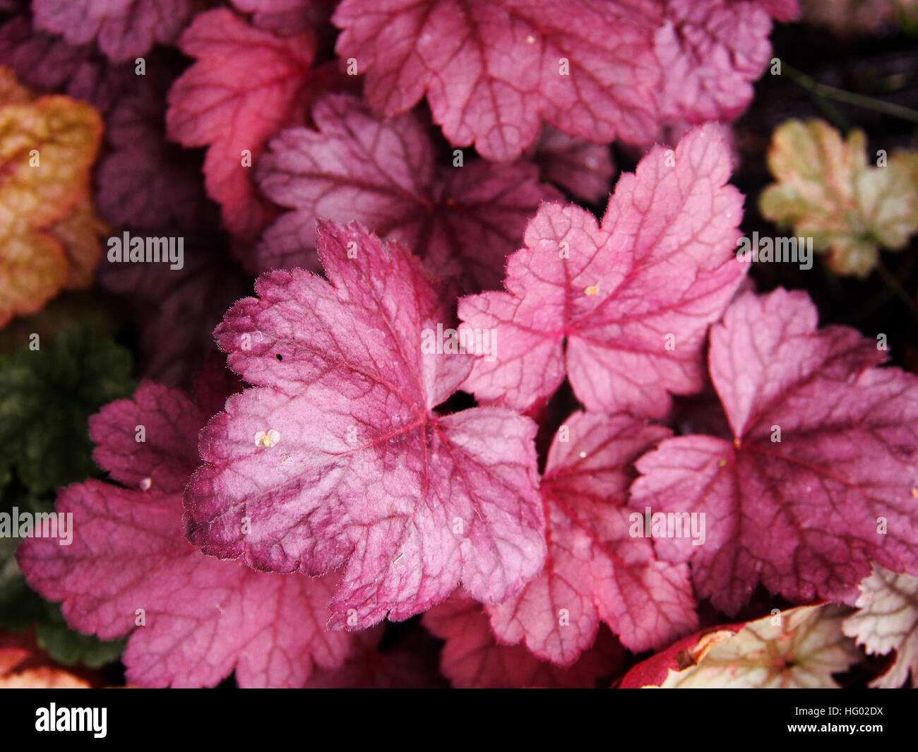 Le campane di corallo, alumroot - Heuchera " uva " Soda Foto Stock