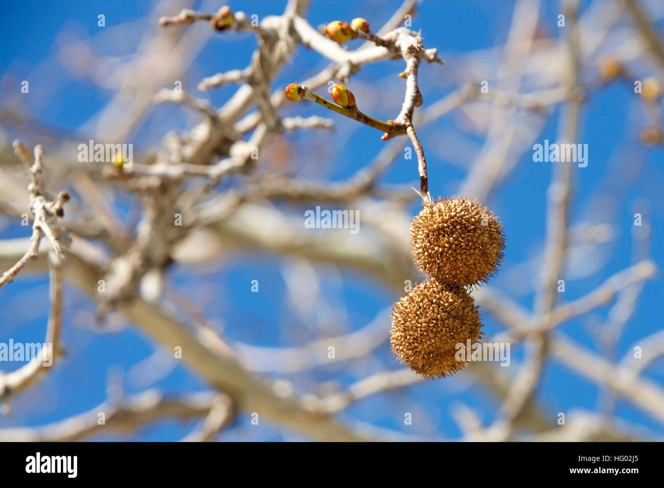 Capsule di seme per sicomoro pendente dal ramo con cielo blu sullo sfondo. Platanus occidentalis, noto anche come American sycamore, American planetree, Foto Stock