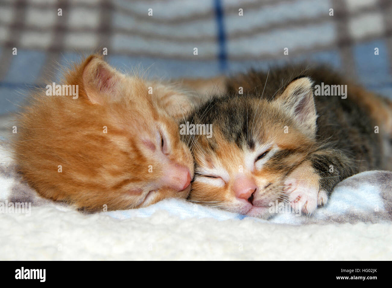 Arancio maschio tabby kitten dormire vicino a sua sorella femmina tortie torbie tabby sulla pelle di montone e soffice spogliato grigio e blu coperta. Foto Stock