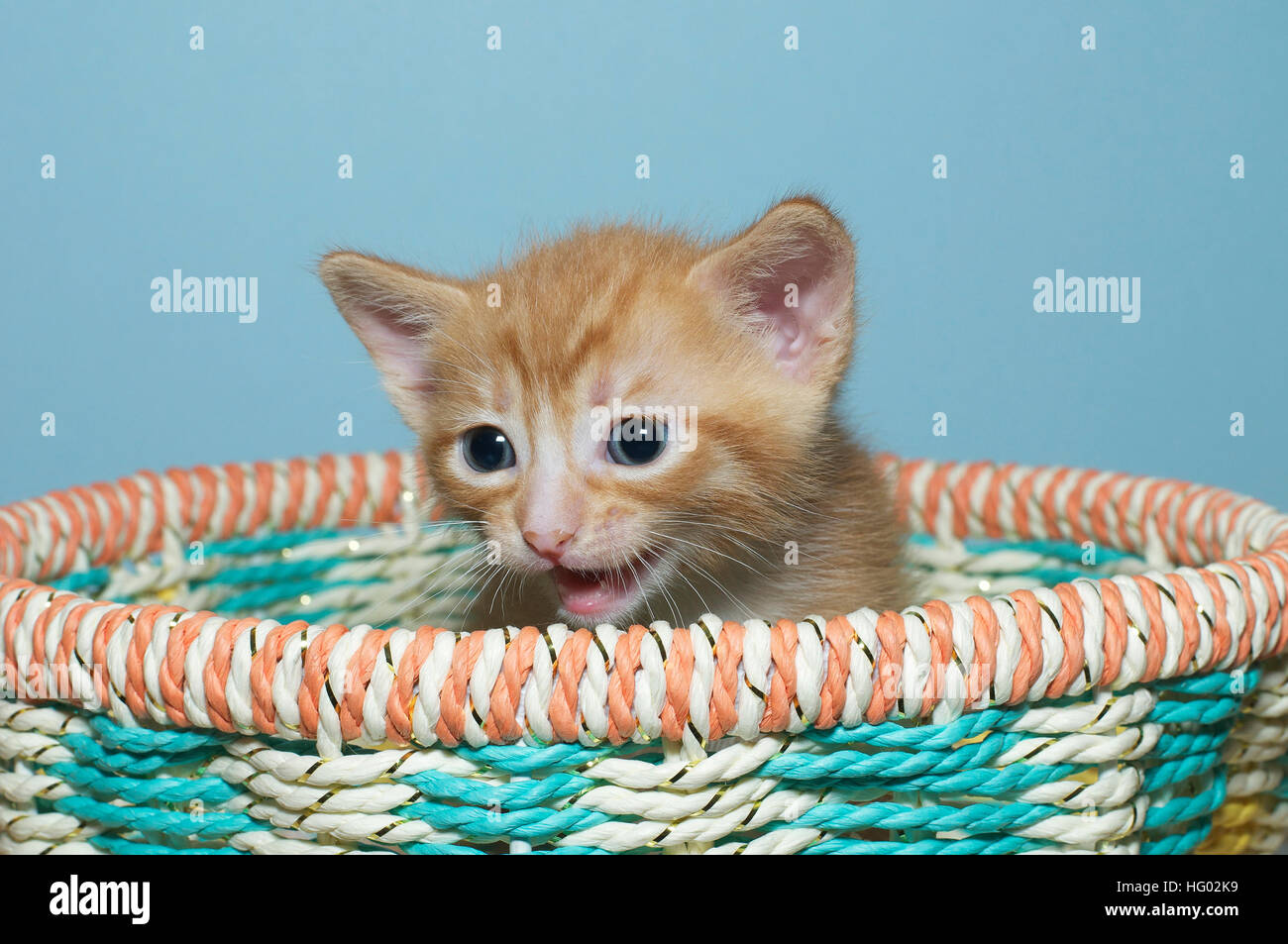 Orange tabby kitten 4 settimane di età in seduta multi colore cesto di primavera guardando al lato meowing. blu sfondo testurizzata Foto Stock