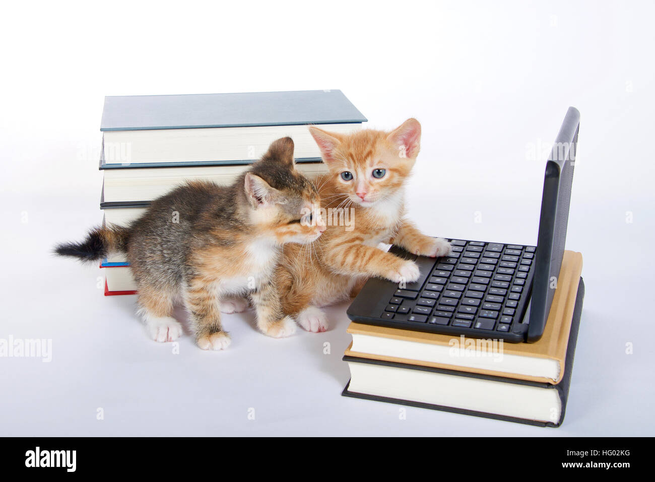 Arancio maschio tabby kitten guardando in miniatura di tipo laptop computer. Femmina tortie calico seduto dietro guardando lo schermo. Pile di libri accanto a e Foto Stock