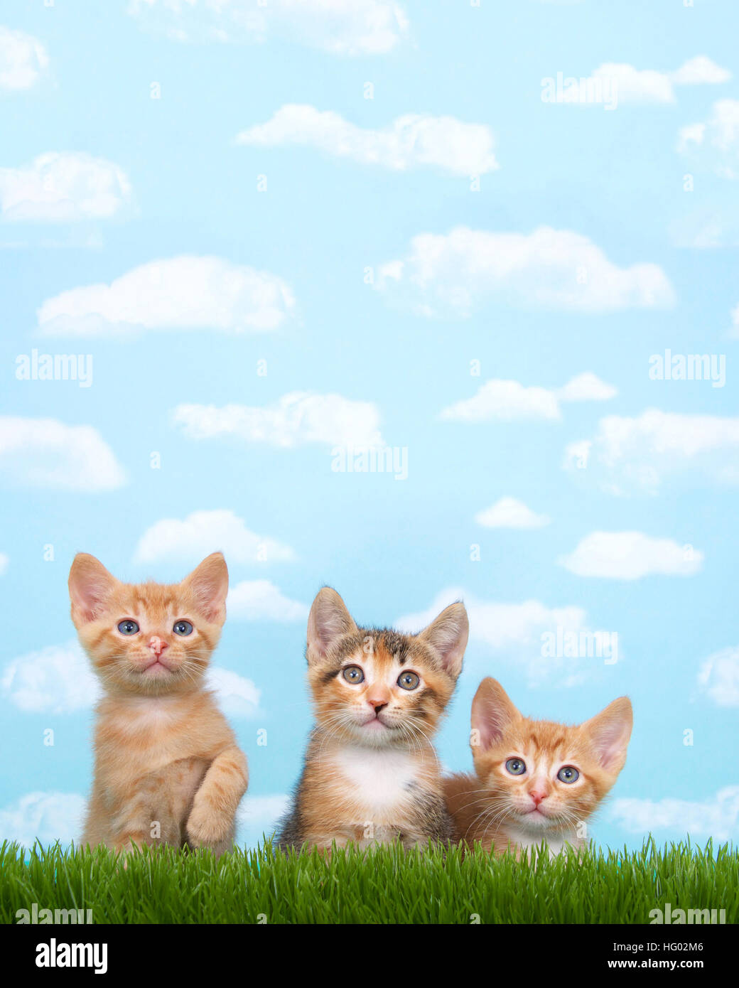 Tre gattini in erba alta con cielo azzurro sfondo bianco soffici nuvole. Guardando in avanti. Presentazione verticale con copia spazio sopra Foto Stock